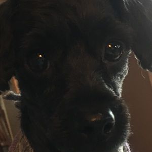 Meet your Posher, Gracie